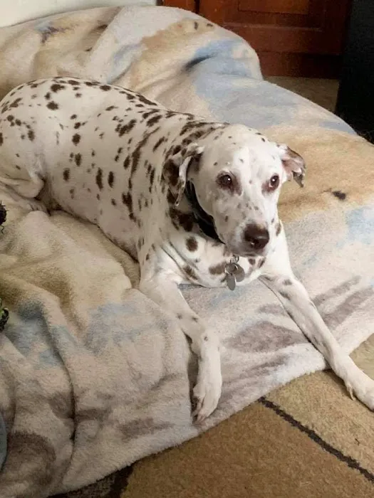 ARK Animal Homecare, PLLC Picture 9