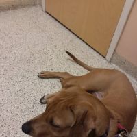 Ridge Animal Hospital ico
