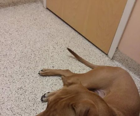 Ridge Animal Hospital