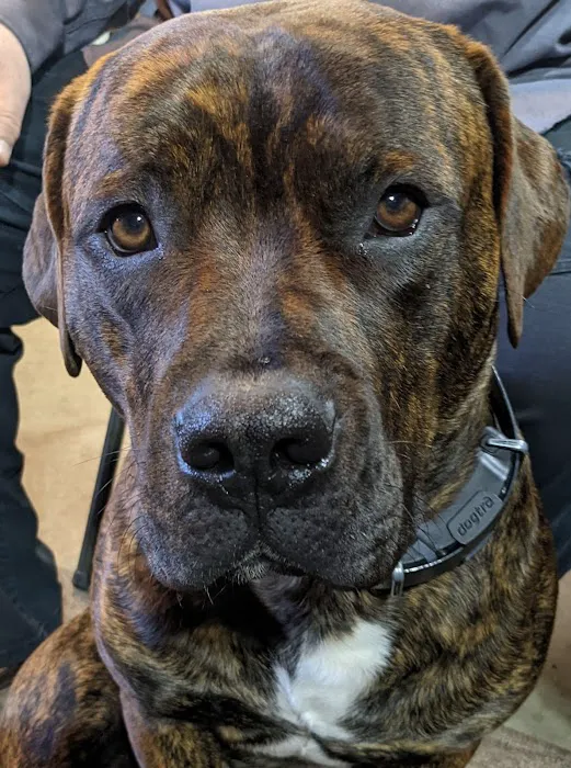 Ridge Animal Hospital Picture 6