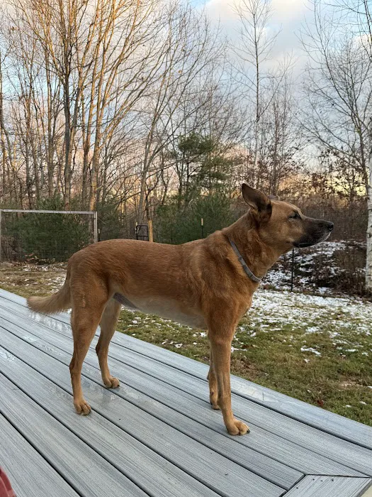 Alfred Waterboro Veterinary Hospital, PC Picture 2
