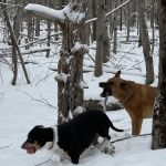 Alfred Waterboro Veterinary Hospital, PC