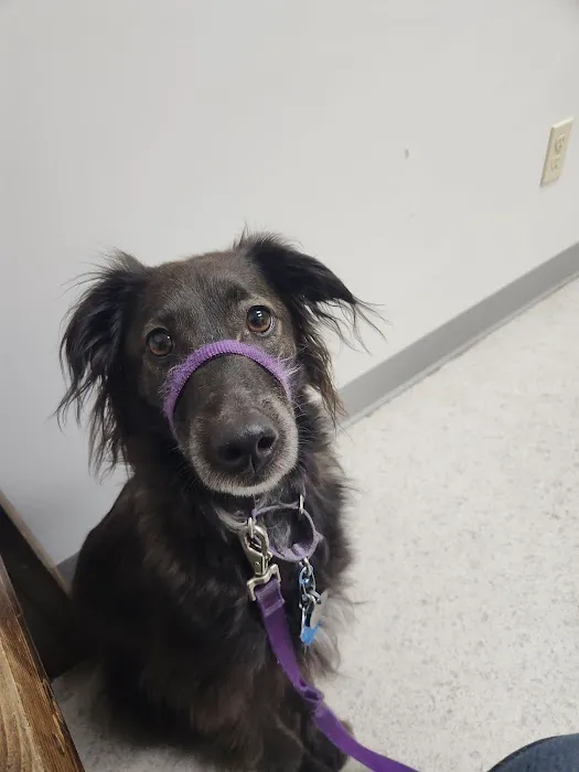 Alfred Waterboro Veterinary Hospital, PC Picture 6