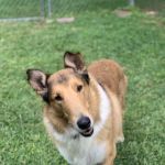 Down Maine Veterinary Clinic
