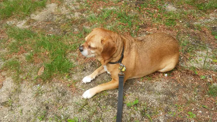 Down Maine Veterinary Clinic Picture 4