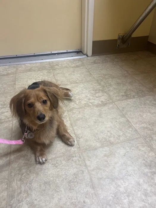 Down Maine Veterinary Clinic Picture 10