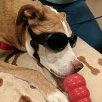 Animotion Animal Rehabilitation ico