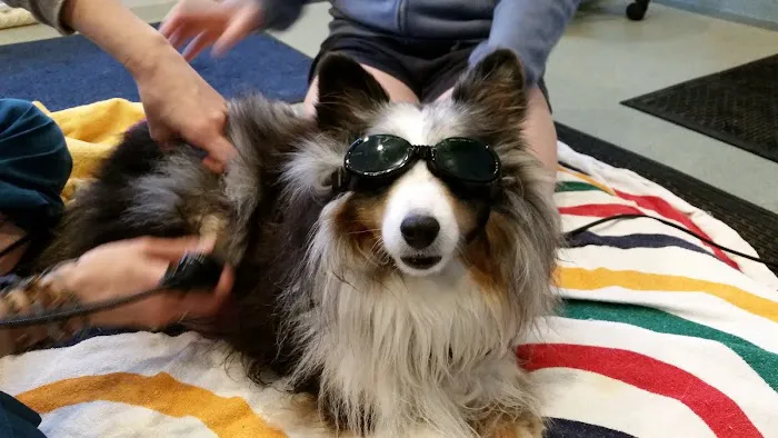 Animotion Animal Rehabilitation Picture 5