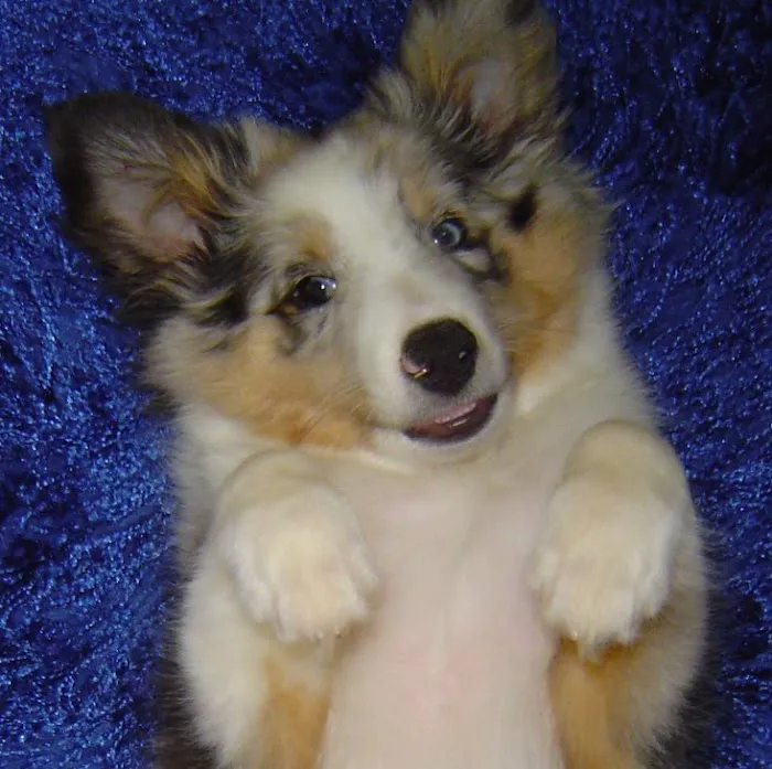 Animotion Animal Rehabilitation Picture 9