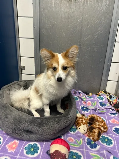 VCA Lloyd Animal Hospital Picture 1