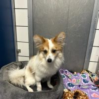 VCA Lloyd Animal Hospital ico