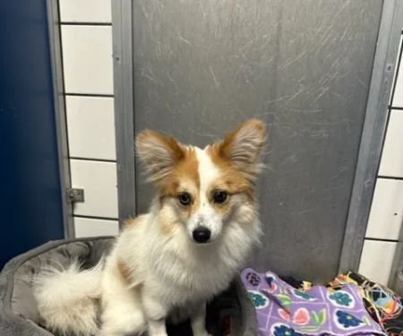VCA Lloyd Animal Hospital