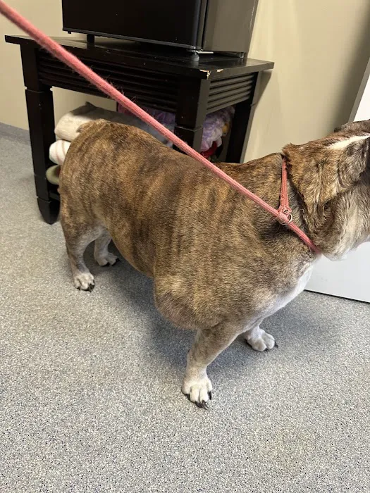 VCA Lloyd Animal Hospital Picture 6
