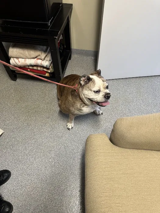 VCA Lloyd Animal Hospital Picture 3