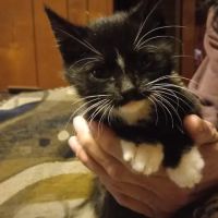 Bristol County Animal Clinic-Jenna Dale, D.V.M ico