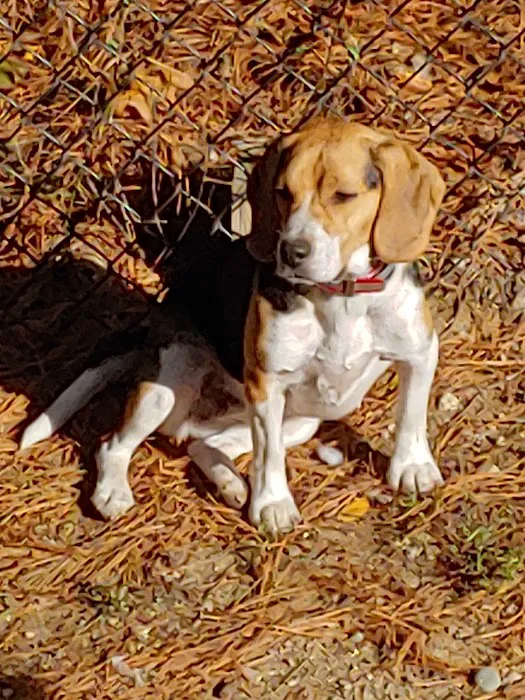 Bristol County Animal Clinic-Jenna Dale, D.V.M Picture 2