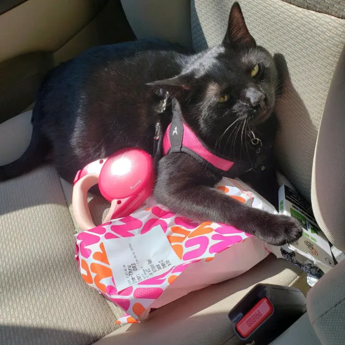 Bristol County Animal Clinic-Jenna Dale, D.V.M Picture 10