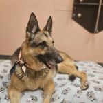 Sea Legs Integrative Veterinary Health