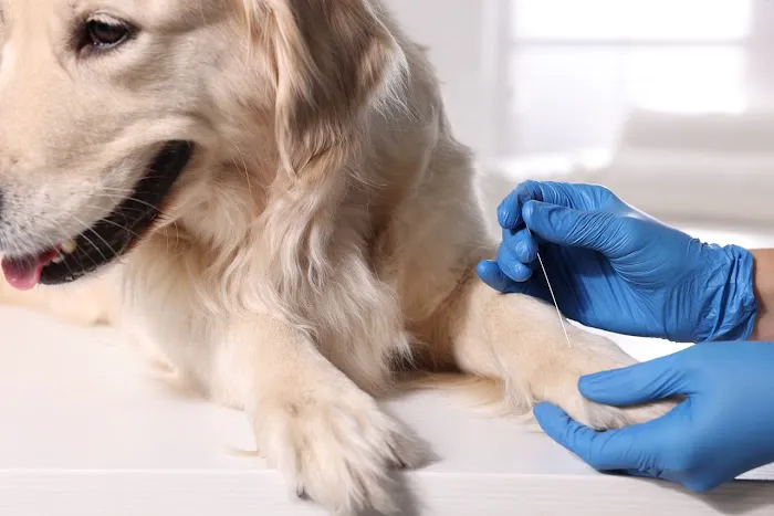 Sea Legs Integrative Veterinary Health Picture 3