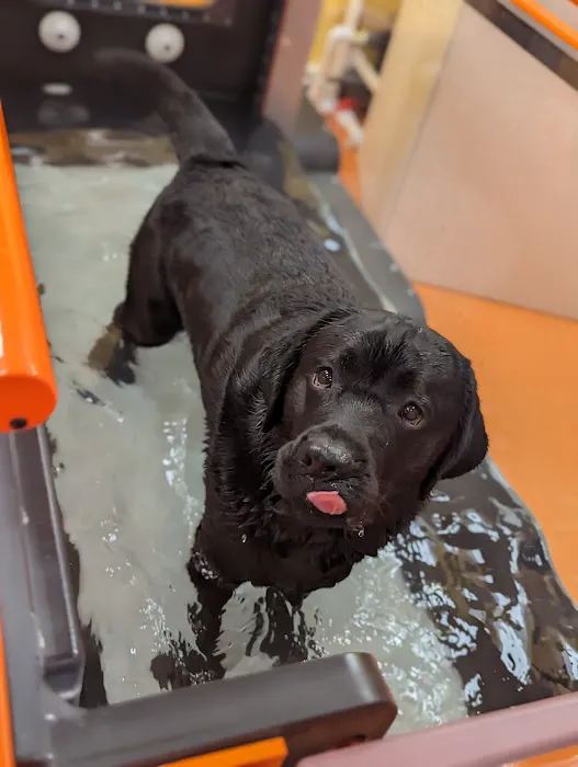 Sea Legs Integrative Veterinary Health Picture 7