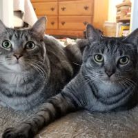 Parkway Veterinary Hospital ico
