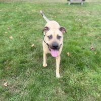 Veterinary Eye Center - Massachusetts ico