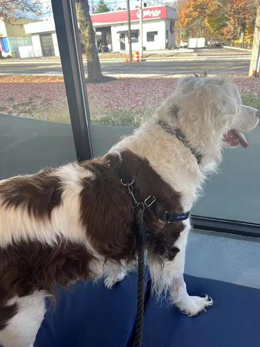 Veterinary Eye Center - Massachusetts Picture 2