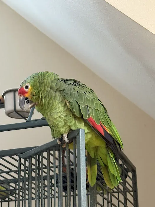 Veterinary Eye Center - Massachusetts Picture 6