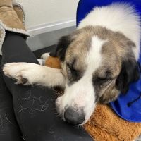 Veterinary Emergency Group ico