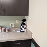 VCA Rotherwood Animal Hospital