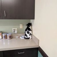 VCA Rotherwood Animal Hospital ico