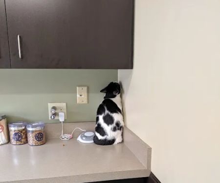 VCA Rotherwood Animal Hospital
