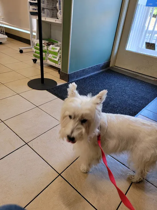 VCA Rotherwood Animal Hospital Picture 4