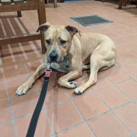 West Roxbury Animal Hospital ico