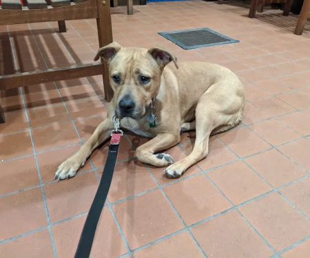 West Roxbury Animal Hospital