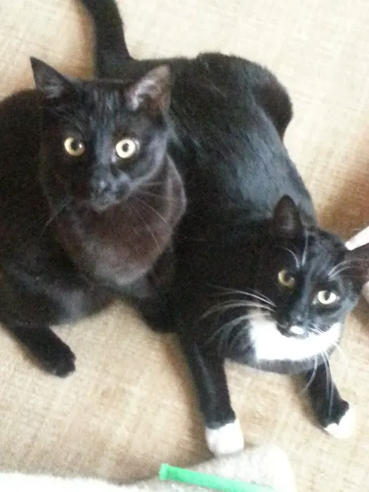 The Boston Cat Hospital Picture 1
