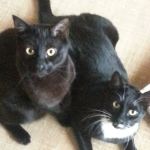 The Boston Cat Hospital