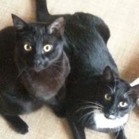 The Boston Cat Hospital ico