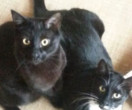The Boston Cat Hospital
