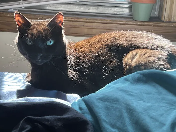 The Boston Cat Hospital Picture 2
