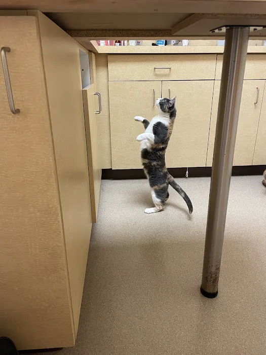 The Boston Cat Hospital Picture 4