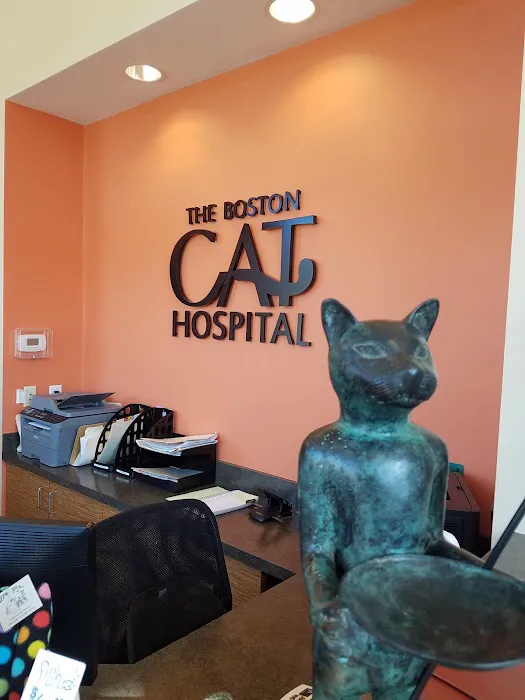 The Boston Cat Hospital Picture 8