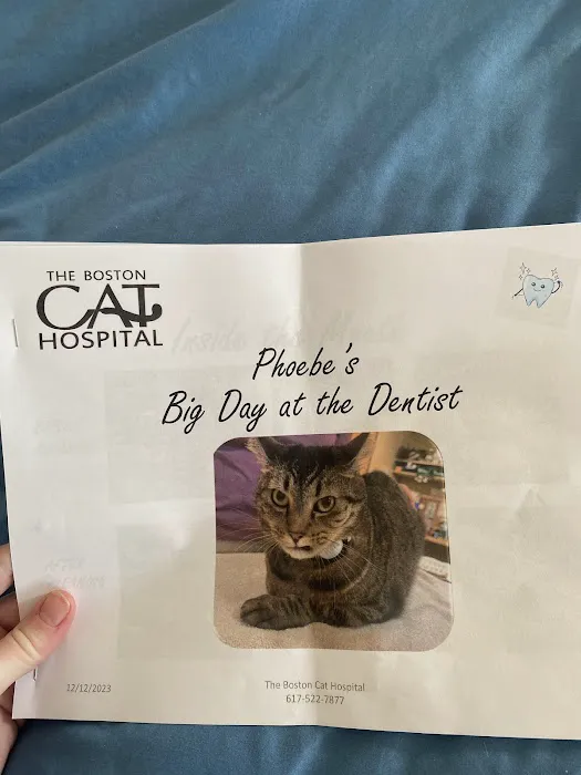 The Boston Cat Hospital Picture 6