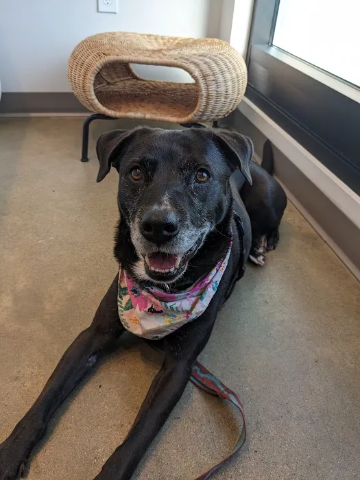 METROVET Veterinary Clinic Picture 1