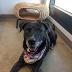 METROVET Veterinary Clinic