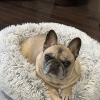 Veterinary Urgent Care Center - Easton ico