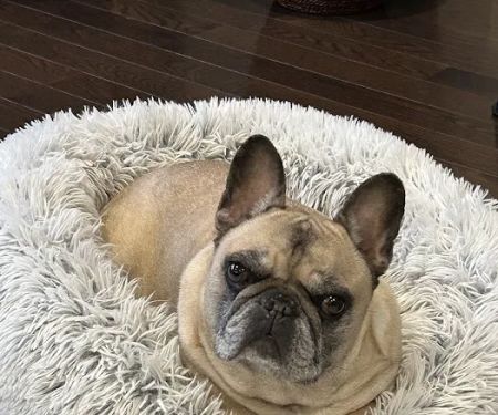 Veterinary Urgent Care Center - Easton