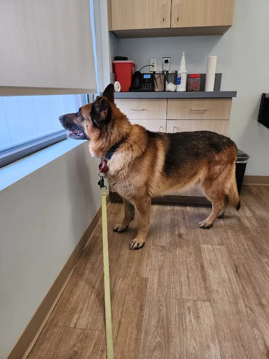 Veterinary Urgent Care Center - Easton Picture 8