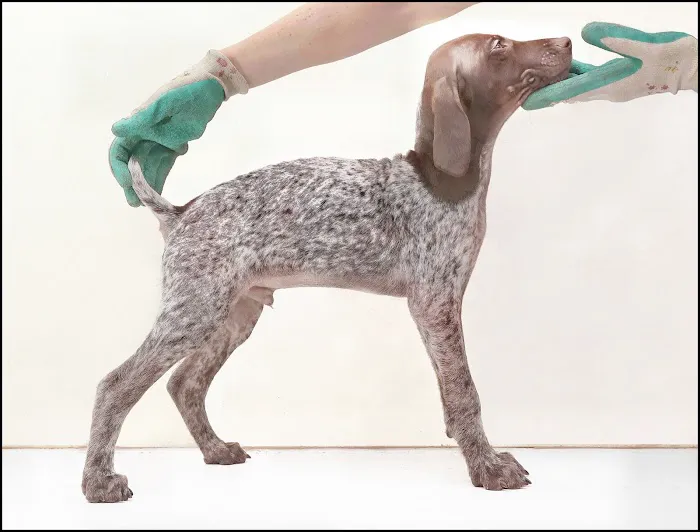 Vet Valet Picture 1