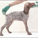 Vet Valet